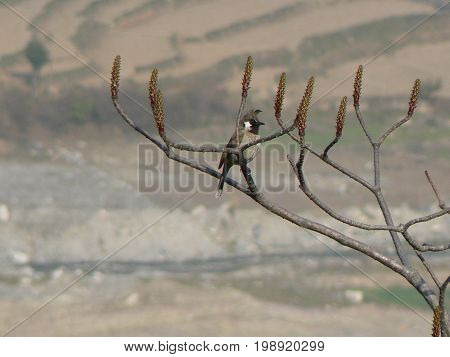 Himalayan Bulbul / White cheeked bulbul (Pycnonotus leucogenys) observing in a valley of Nepal.