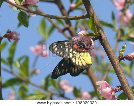Red base Jezebel butterfly collecting pollen in Nepal