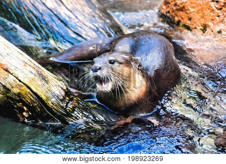 Mammal Nutria Aonix Cinerea