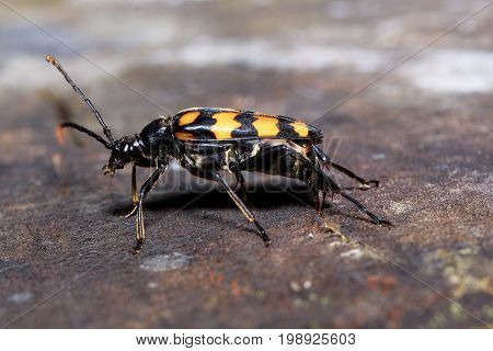 Big death-watch sits on a tree stump. Animals in wildlife.