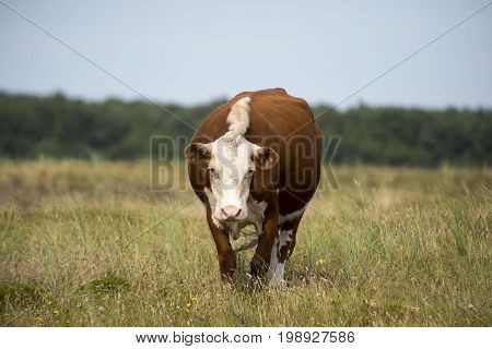 One cow looking on green pasture farmland in rural Laesoe island Denmark.