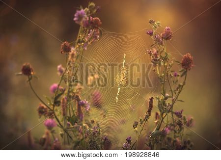 Argiope Bruennichi on the spider web .
