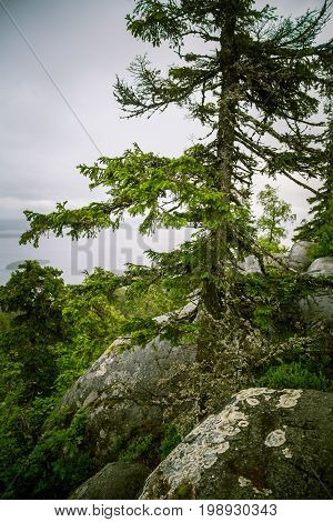 A Beautiful Panorama Of Lake And Forest From Koli National Park Peaks