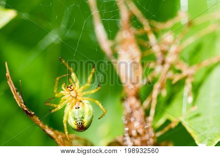 A Small Green Spider In Web