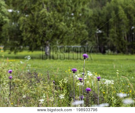 Some melancholy thistles on a flower meadow. Trees in the background.