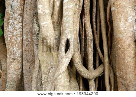 Banyan tree trunk and branches (close up) in Mendut Temple area, located near Borobudur Temple, Java, Indonesia