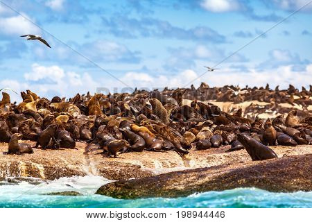 Wild sea lions on the stony coast, cute beautiful animals, colony of the seals, safari travels, Hout Bay Seal Island, beauty of South Africa