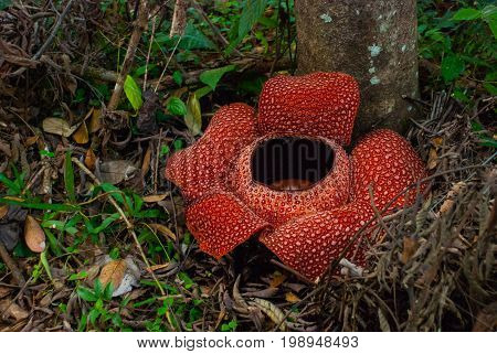 Rafflesia, The Biggest Flower In The World. This Species Located In Ranau Sabah, Borneo.