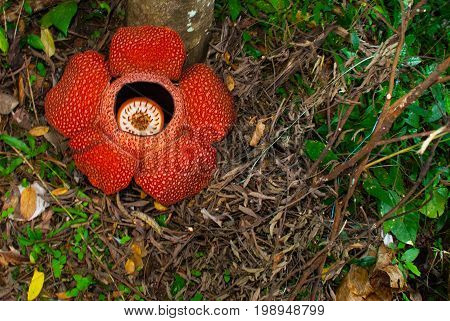 Rafflesia, The Biggest Flower In The World. This Species Located In Ranau Sabah, Borneo.