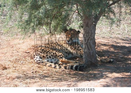 Cheetah rests under a tree at the zoo
