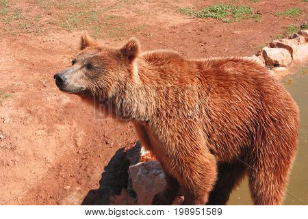 Brown bear looks motionless at the zoo
