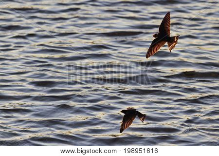pair of swallows catch insects over water , wildlife