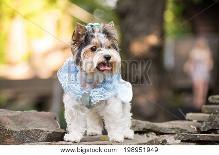 Little dog in fashionable blue clothes posing for a walk