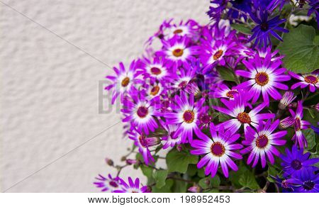 Magenta bicolour , purple flowers bouquet for spring background.