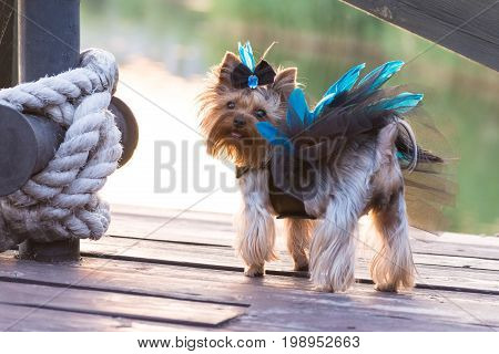 A small dog in fashionable clothes walks on the pier near the rope