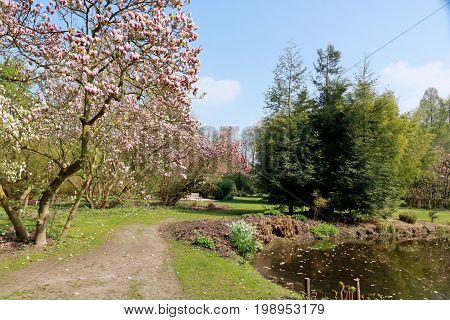 blossoming magnolia near the fen in the arborethum, Kalmthout Belgium