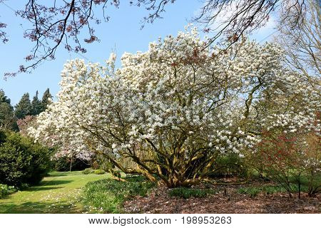 blossoming magnolia in the arborethum, Kalmthout Belgium