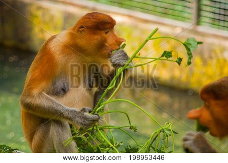 Proboscis Monkey Nasalis Larvatus Endemic Of Borneo. Male Portrait With A Huge Nose.