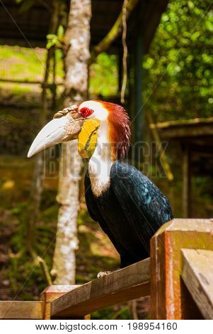 Side View Of Rhinoceros Hornbill Bird Head Shot