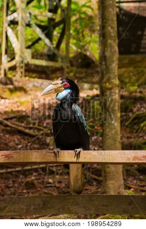 Side View Of Rhinoceros Hornbill Bird Head Shot