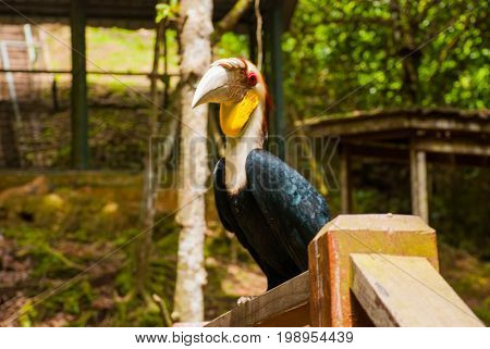 Side View Of Rhinoceros Hornbill Bird Head Shot