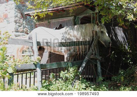 White horse behind an old house at the forest