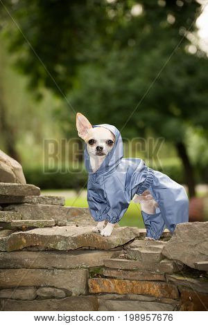 Little dog in clothes for a walk