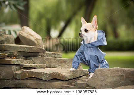 Little dog in clothes for a walk