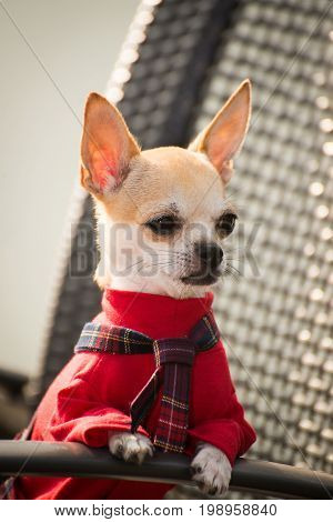 Little dog in clothes for a walk