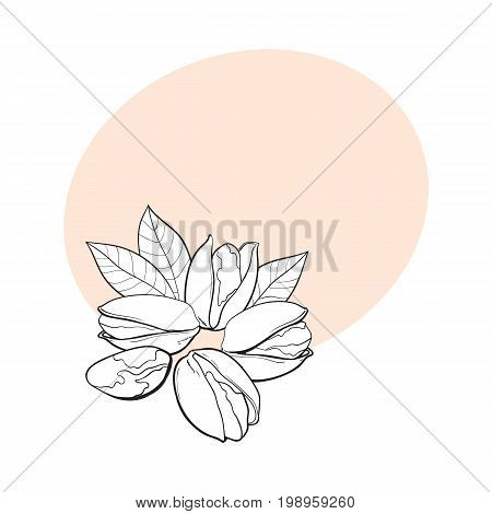 Group of black and white pistachio nuts, shelled and unshelled, sketch style vector illustration with space for text. Realistic hand drawing of pistachio nuts with leaves