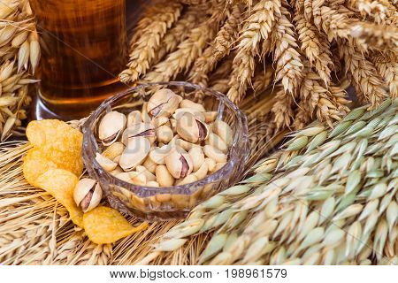 Pistachio nuts peanuts and potato chips a snack for beer lying in a glass dish surrounded by ingredients for making malt for beer bread. Spikes of wheat barley oats rye.