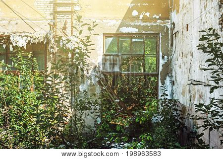 The room of an abandoned factory without a roof with broken windows, overgrown with plants, sunlight