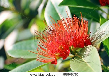 Blooming Red Golden Penda Flower