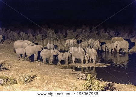 A herd of African Elephants Loxodonta africana drinking water at an artificially lit waterhole in Northern Namibia after sunset