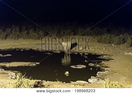 An African Elephant Loxodonta africana drinking water at an artificially lit waterhole in Northern Namibia after sunset. Its reflection is visible on the water