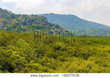 Mangrove Forest At Pranburi Forest National Park, Prachuap Khiri Khan, Thailand
