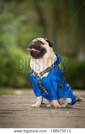 Little dog in clothes for a walk