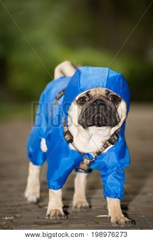 Little dog in clothes for a walk