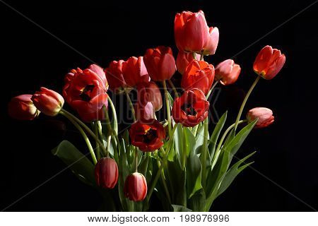 Bouquet of red tulips in the rays of light on a black background