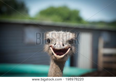 Very dirty young ostrich smiles all over its beak