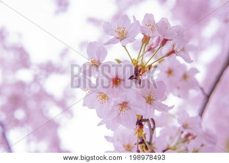 Pink Cherry Blossom Sakura low clarity Beautiful of japan flower vintage tone