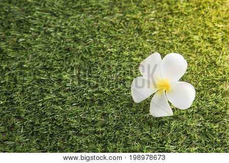 White flower Leelawadee on the grass field