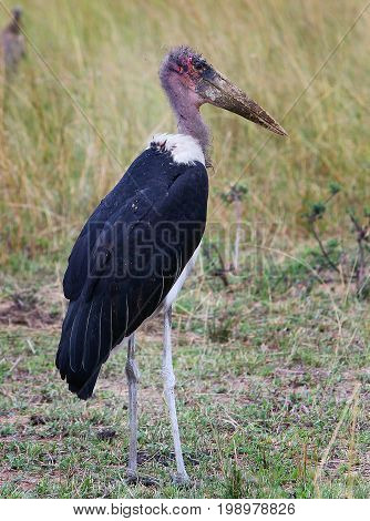Maribou Stork (Leptoptilos crumenifer) standing on African Plains in the Masai Mara Kenya. They will eat just about anything and are the dustmen of Africa.