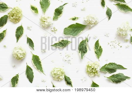 Floral Pattern Made Of Dogwood Green Leaves (cornus Alba) And Sevenbark (hydrangea) Flowers On White