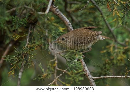 House wren perched on cedar branches preparing to take off