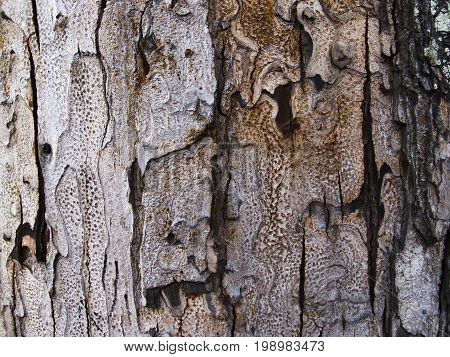 Grey wood bark texture with cracks. Raw wood board surface. Rustic lumber close-up photo. Old tree trunk peel with noise and grit. Natural wooden bark structure. Weathered tree bark closeup photo