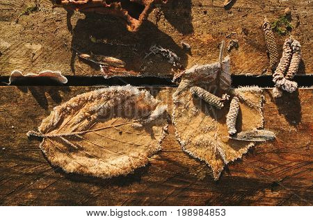 Leaves faded on wooden boards by weather of hoarfrost in winter.