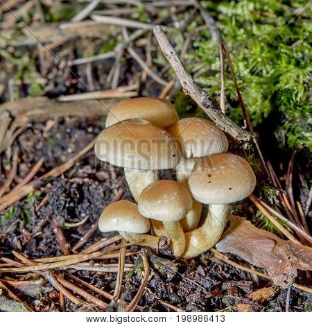 Little group  Hypholoma fasciculare on the forest floor