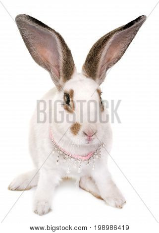 Checkered Giant rabbit in front of white background