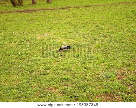 Crow walking on grass in the spring in Moscow district Teply Stan